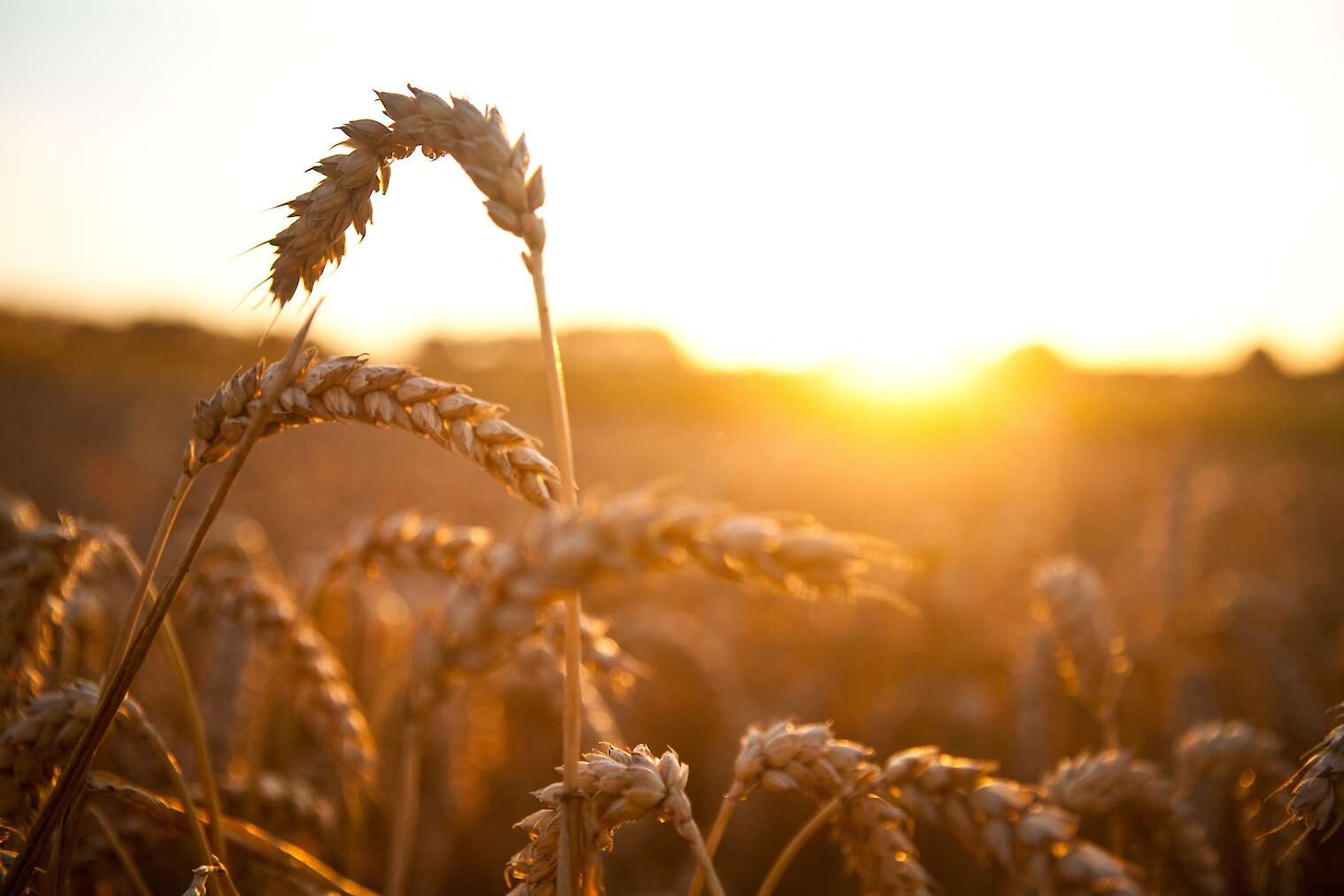 Image by StockSnap from Pixabay